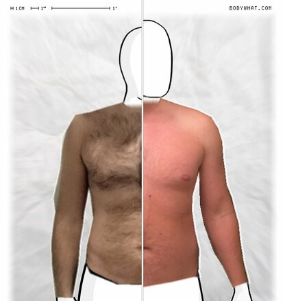 Torso Comparison