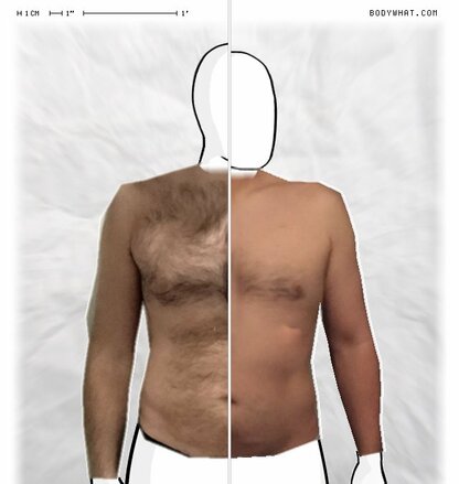 Torso Comparison