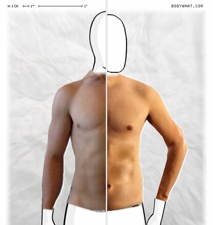 Torso Comparison
