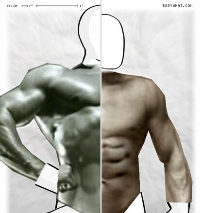 Torso Comparison