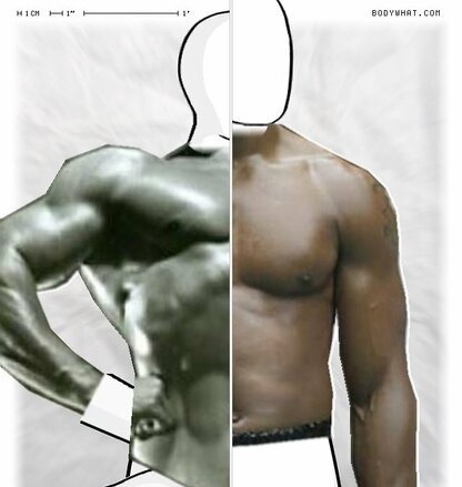 Torso Comparison