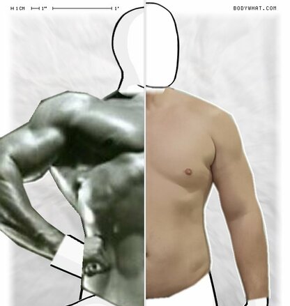 Torso Comparison