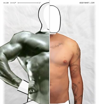 Torso Comparison