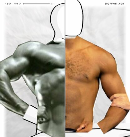 Torso Comparison