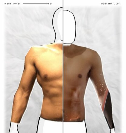 Torso Comparison