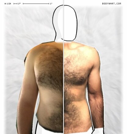 Torso Comparison