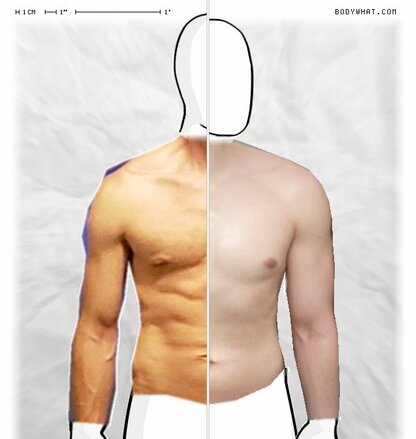 Torso Comparison