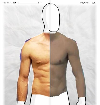 Torso Comparison