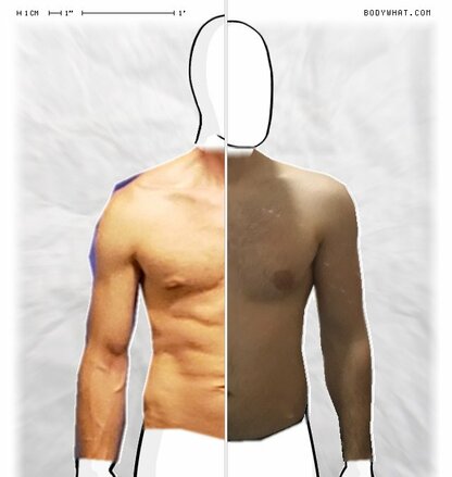 Torso Comparison