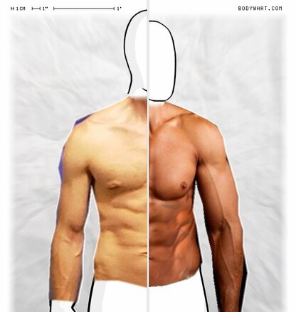 Torso Comparison