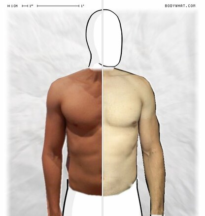 Torso Comparison