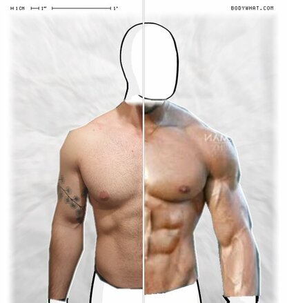 Torso Comparison