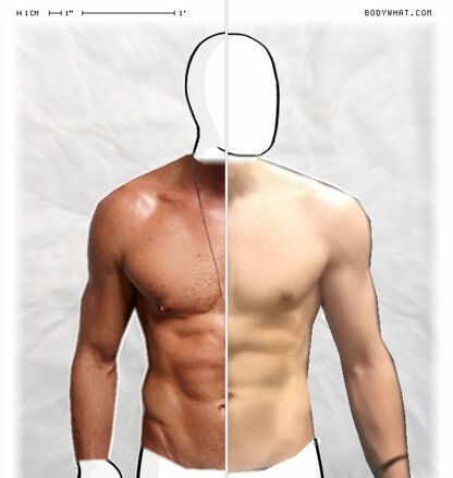 Torso Comparison