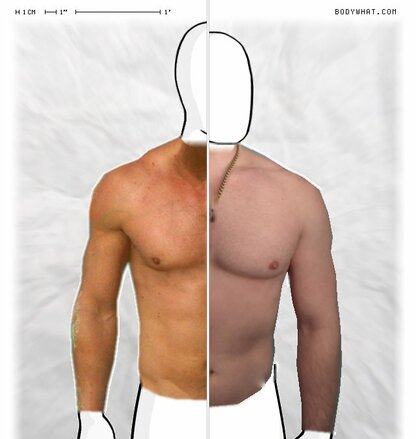 Torso Comparison