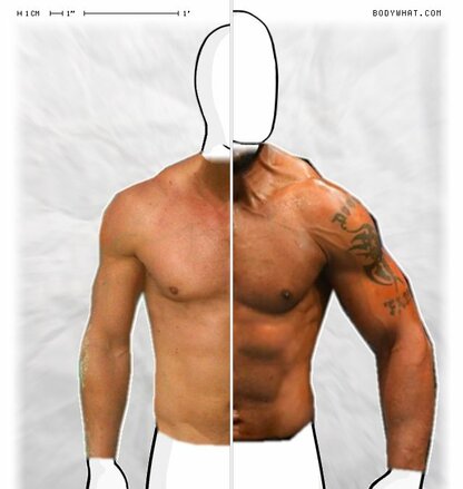 Torso Comparison