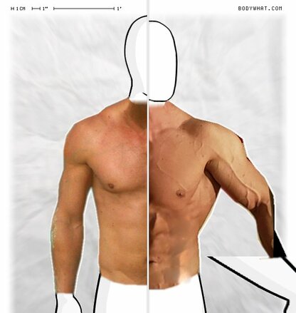 Torso Comparison