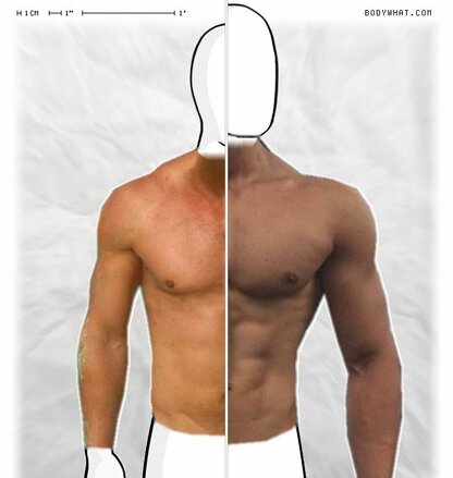 Torso Comparison