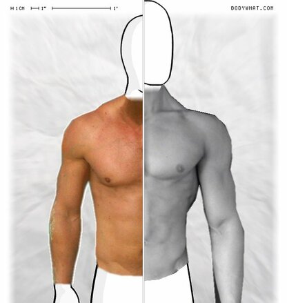 Torso Comparison