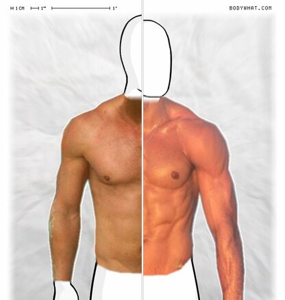 Torso Comparison