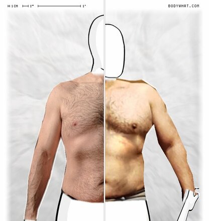 Torso Comparison