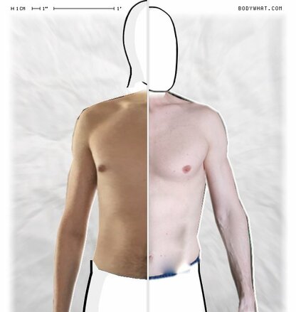 Torso Comparison