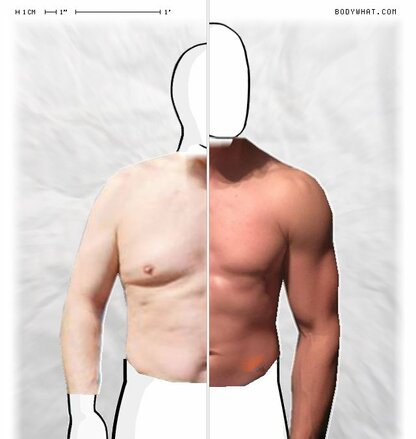 Torso Comparison