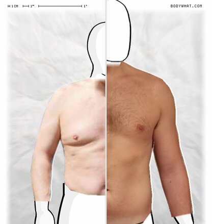 Torso Comparison