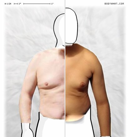 Torso Comparison