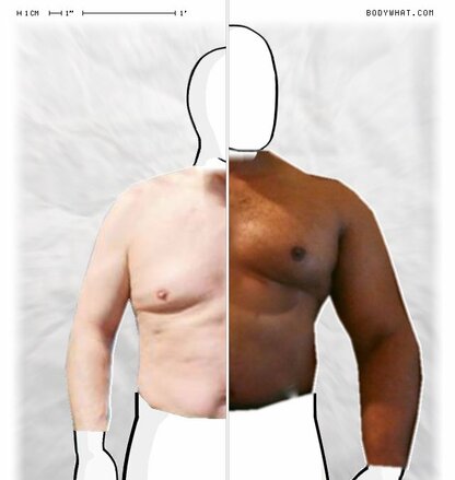 Torso Comparison