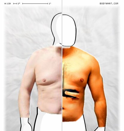 Torso Comparison