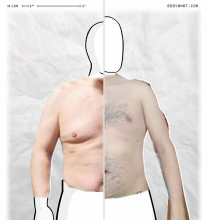 Torso Comparison