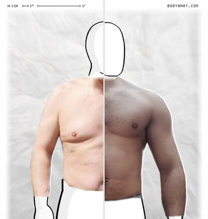 Torso Comparison