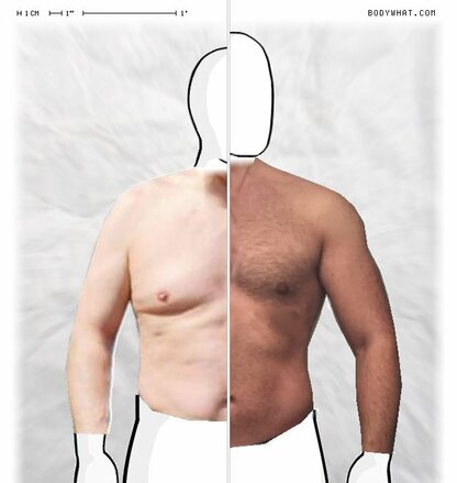 Torso Comparison