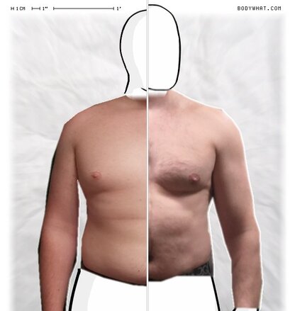 Torso Comparison