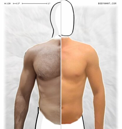 Torso Comparison