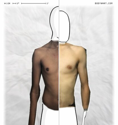 Torso Comparison