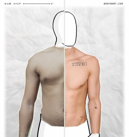 Torso Comparison