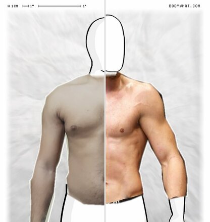Torso Comparison