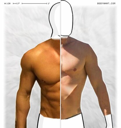 Torso Comparison