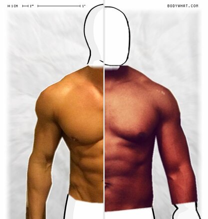 Torso Comparison