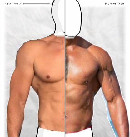 Torso Comparison