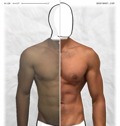 Torso Comparison