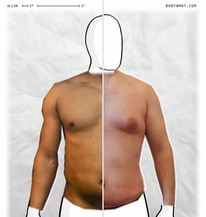 Torso Comparison