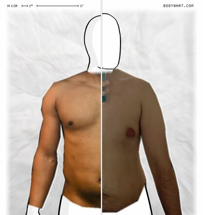 Torso Comparison