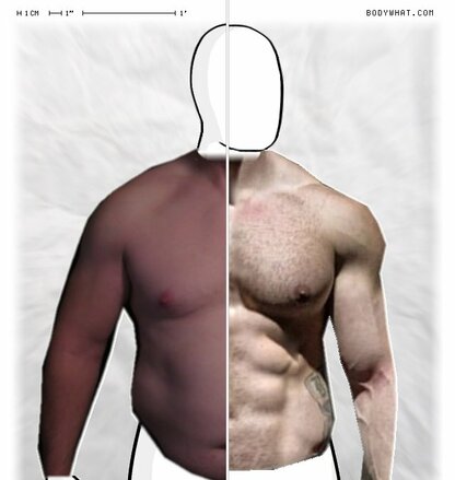 Torso Comparison