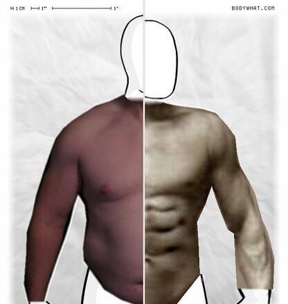 Torso Comparison