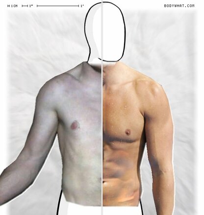 Torso Comparison