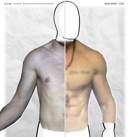 Torso Comparison