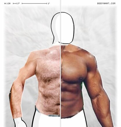 Torso Comparison