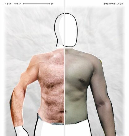 Torso Comparison